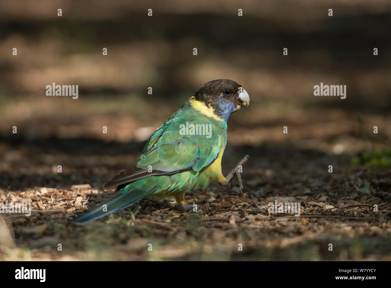 Australian ringneck parrot (Barnardius zonarius) camminando lungo il terreno, Alice Springs, Territorio del Nord, l'Australia. Foto Stock