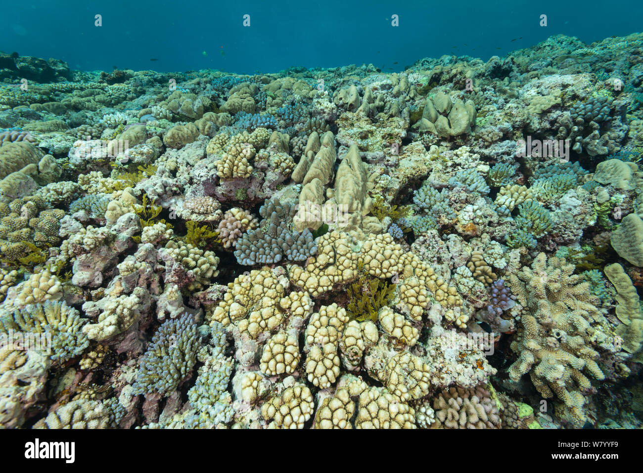 Crescita di coralli in forma allungata e recedono le forme di protezione da sovratensioni e zona di surf sulla sommità della Grande Barriera Corallina, la Grande Barriera Corallina, Queensland, Australia. Foto Stock