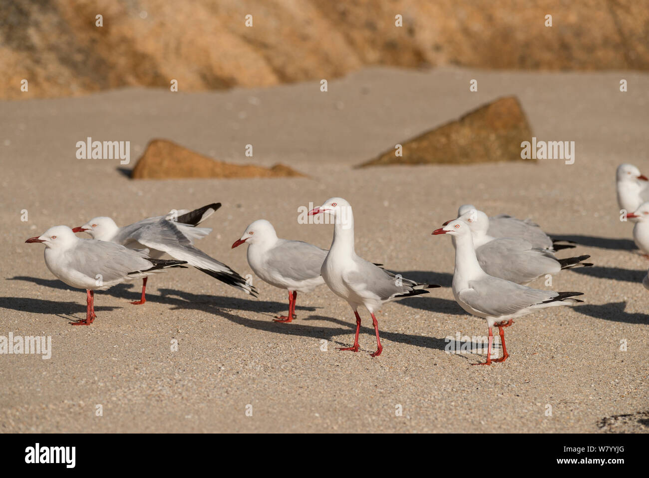 Argento (gabbiano Chroicocephalus novaehollandiae) gregge sulla spiaggia, Queensland, Australia. Foto Stock