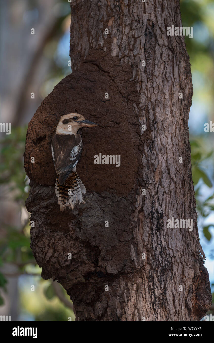 Ridendo kookaburra (Dacelo novaeguineae) adulto presso il nido in termite mound, Queensland, Australia. Foto Stock