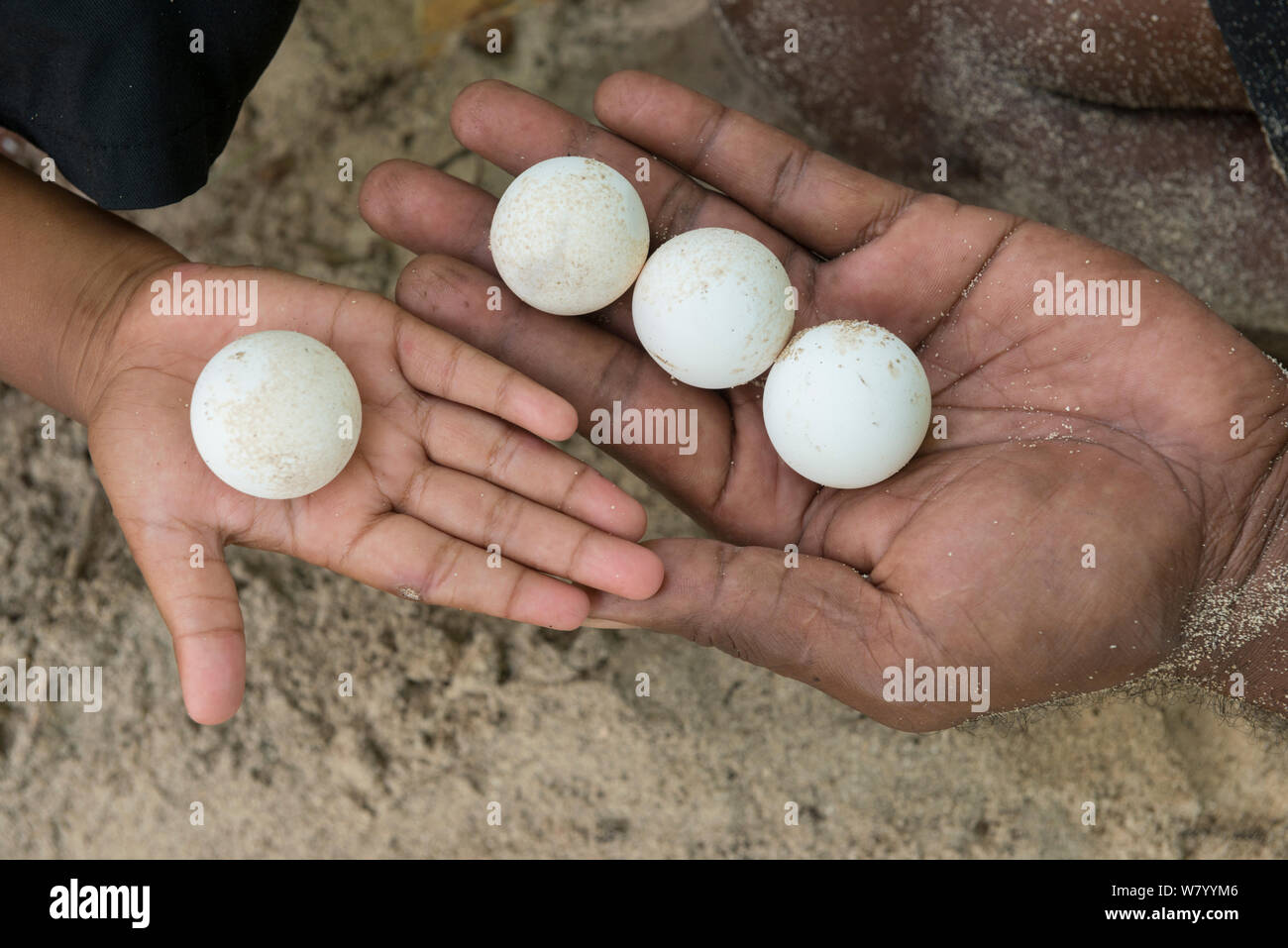 Tempo Emosi, Turtle monitor e figlio di fresco di contenimento di cui tartaruga embricata (Eretmochelys imbricata) uova al fine di riposizionarli. Kavewa Isola, Provincia di Macuata, Figi, South Pacific. Agosto 2013 Foto Stock