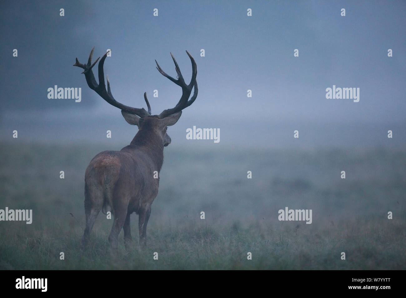 Il cervo (Cervus elephus) maschio nella nebbia durante l'autunno rut, Danimarca, Settembre. Foto Stock