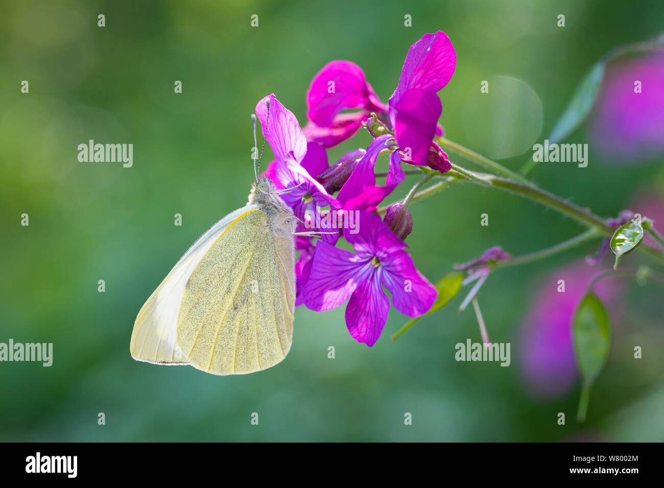 Großer Kohlweißling, Kohlweißling, Kohl-Weißling, Grosser Kohlweissling, Kohlweissling, Sarcococca brassicae, large white, cavolo Butterfly, cavolo Whit Foto Stock