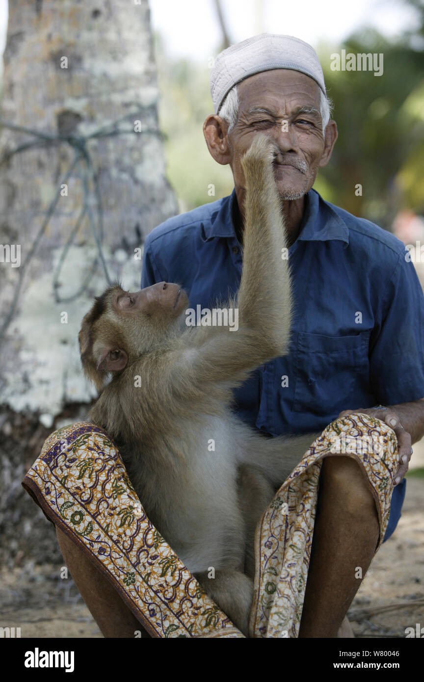 Southern pig-coda Macaque (Macaca nemestrina) addestrate per raccogliere le noci di cocco, proprietario di toelettatura, Malaysia. Foto Stock