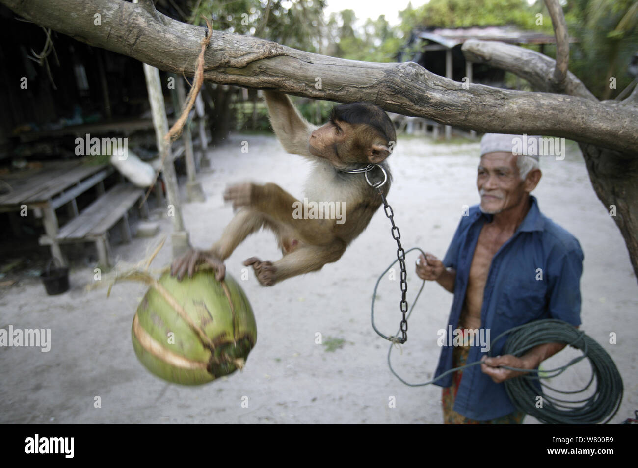 L'uomo della formazione di un giovane maiale meridionale-coda Macaque (Macaca nemestrina) per raccogliere noci di cocco, Malayasia. Foto Stock