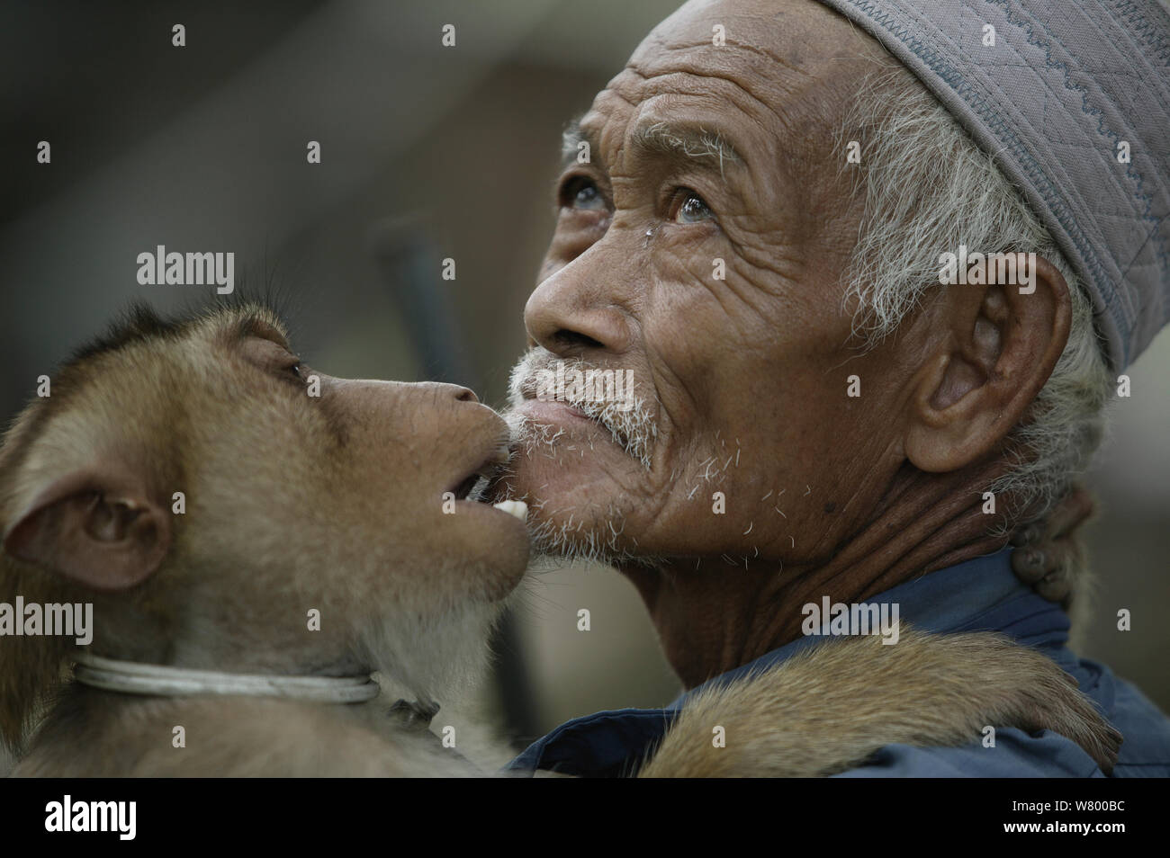 Southern pig-coda Macaque (Macaca nemestrina) addestrate per raccogliere le noci di cocco, proprietario di toelettatura, Malaysia. Foto Stock