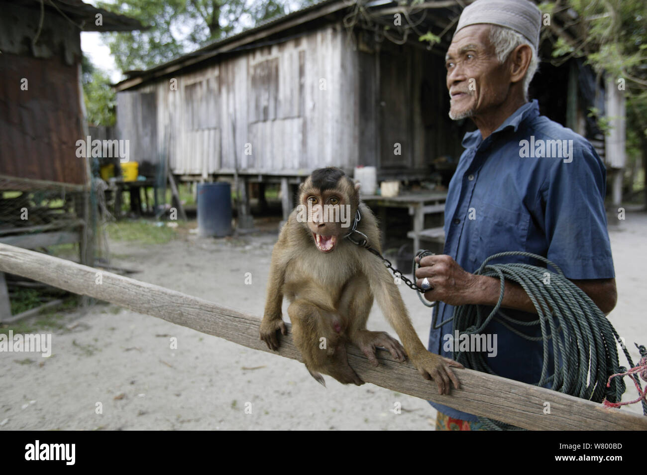 Southern pig-coda Macaque (Macaca nemestrina) addestrate per raccogliere le noci di cocco, con proprietario, Malaysia. Foto Stock