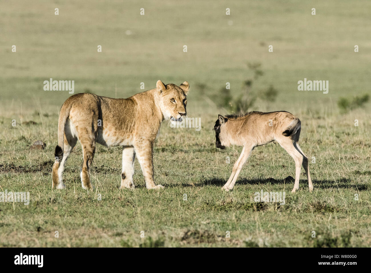 Leonessa (Panthera leo) giocando con perso baby Gnu (Connochaetes taurinus), Masai-Mara Game Reserve, in Kenya. Foto Stock