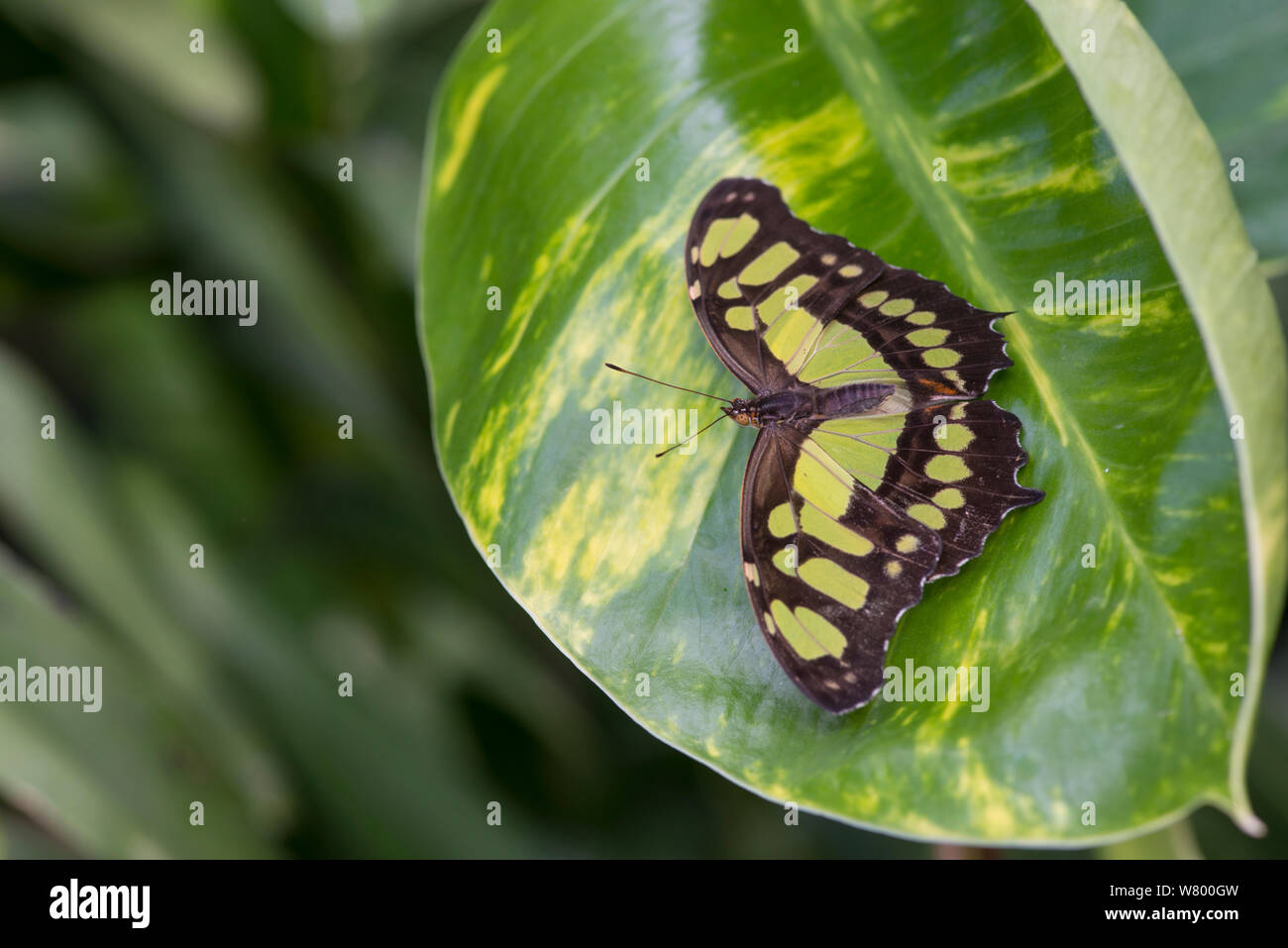 Malachite butterfly (Siproeta stelenes) allevati in cattività campione, si verifica nelle Americhe. Foto Stock