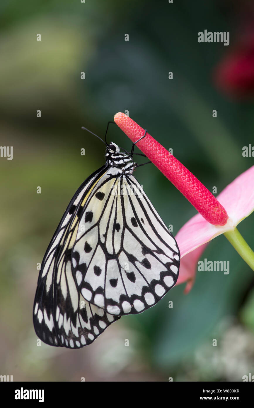 Ninfa struttura butterfly (Idea leuconoe) Captive campione, si verifica nel Sud Est Asiatico. Foto Stock