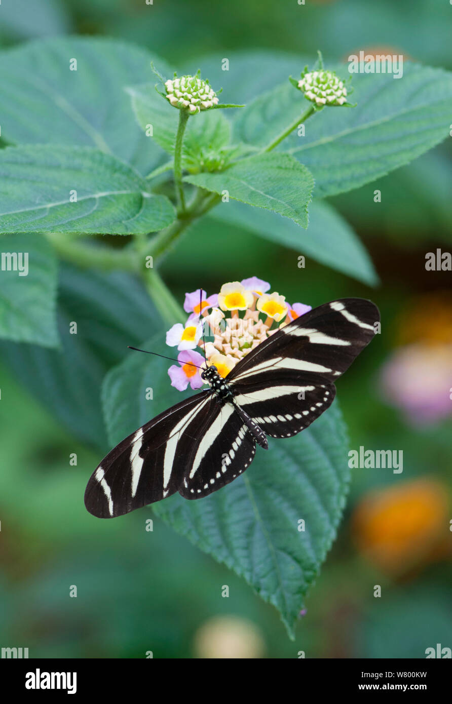 Zebra butterfly (Heliconius charithonia) sul fiore, captive, avviene nelle Americhe. Foto Stock