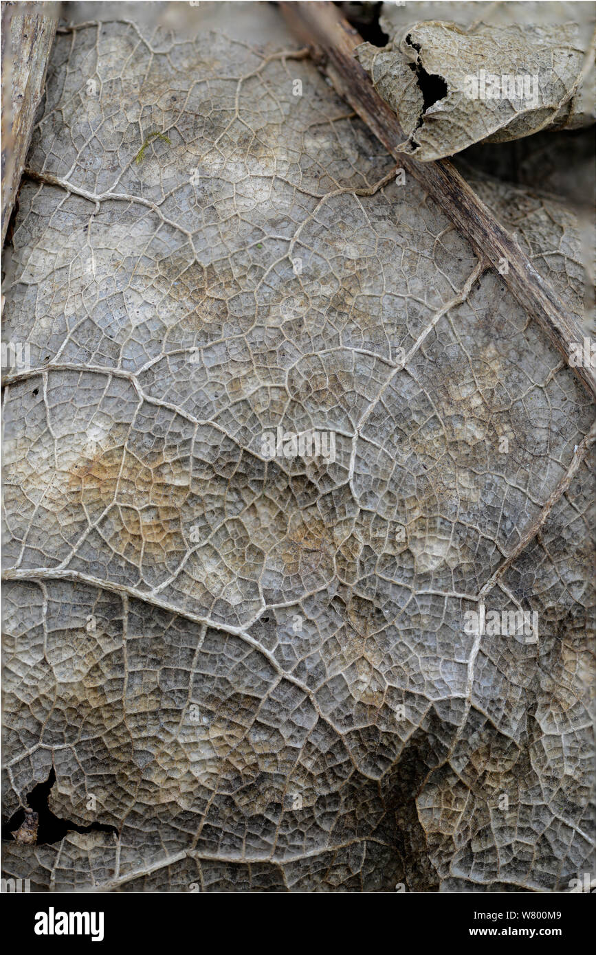 Rabarbaro cileno foglia (Gunnera manicata) morti in inverno, mostra pattern di vene. Foto Stock