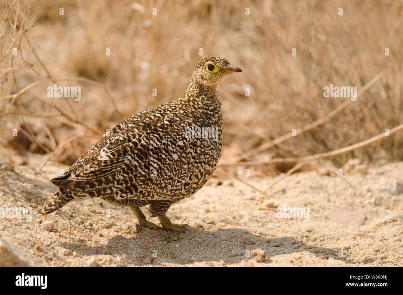 Doppio sandgrouse nastrati (Pterocles bicinctus) femmina, Kruger National Park, Sud Africa, Luglio. Foto Stock