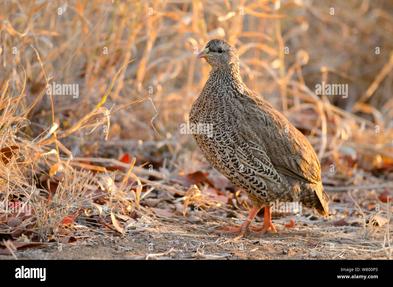 Natal spurfowl (Pternistis natalensis), Kruger National Park, Sud Africa, Luglio. Foto Stock