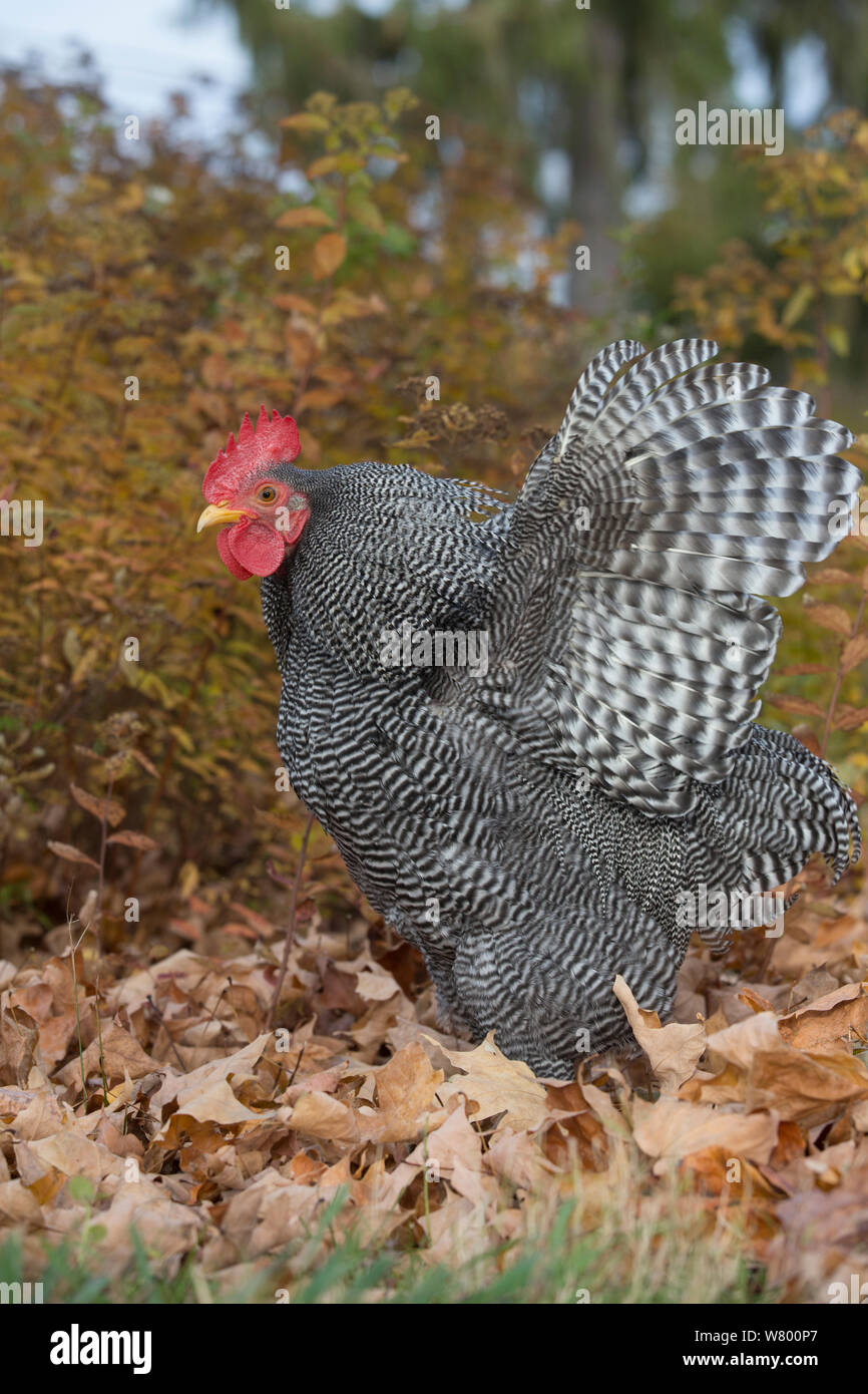 Bantam impedito di Plymouth Rock rooster sbattimenti ali nel tardo autunno fogliame, Middletown, Connecticut, Stati Uniti d'America. Foto Stock