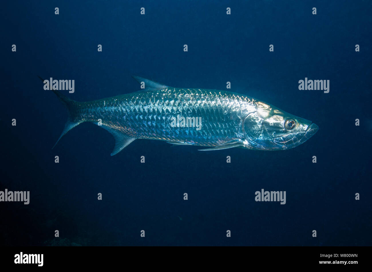 Atlantic tarpon (Megalops atlanticus) Bonaire, Antille olandesi, dei Caraibi e Oceano Atlantico. Foto Stock