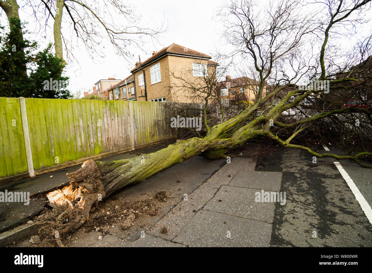 Albero soffiato su dalla tempesta, Londra, Regno Unito. Febbraio 2014. Foto Stock