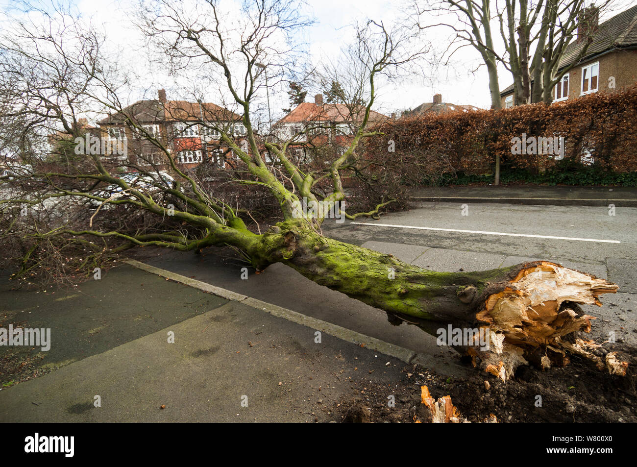 Albero soffiato su dalla tempesta, Londra, Regno Unito. Febbraio 2014. Foto Stock