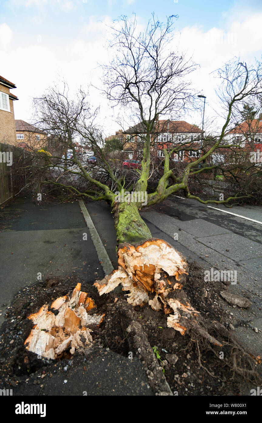 Albero soffiato su dalla tempesta, Londra, Regno Unito. Febbraio 2014. . Foto Stock
