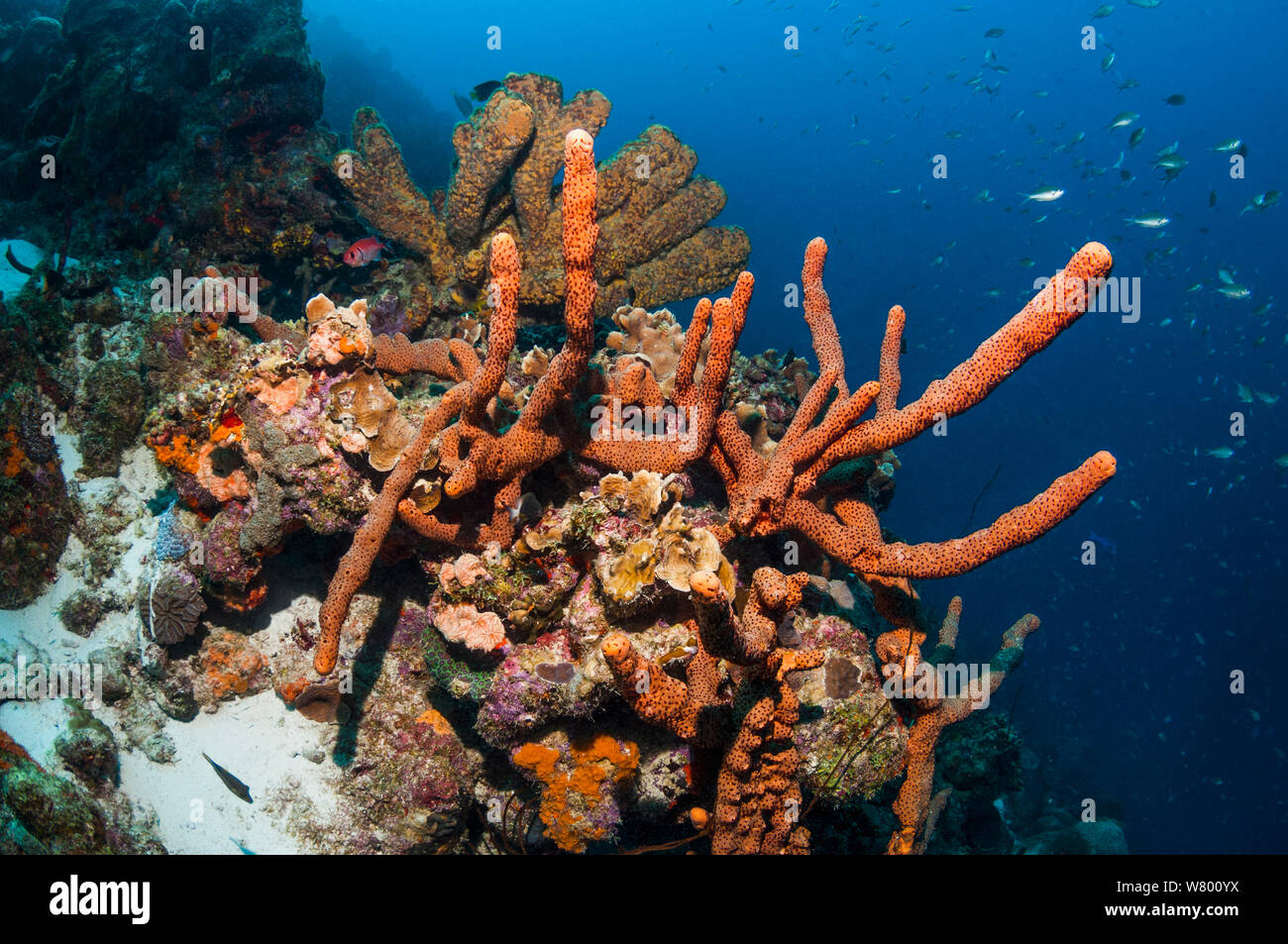 Tubo marrone (spugna Agelas conifera) Bonaire, Antille olandesi, dei Caraibi e Oceano Atlantico. Foto Stock