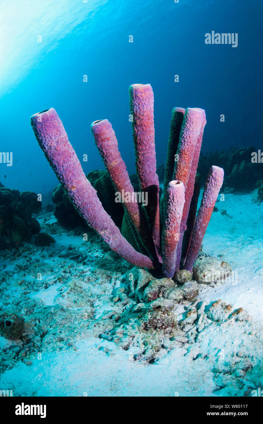 Stufa-pipe spugna (Aplysina archeri) Bonaire, Antille olandesi, dei Caraibi e Oceano Atlantico. Foto Stock