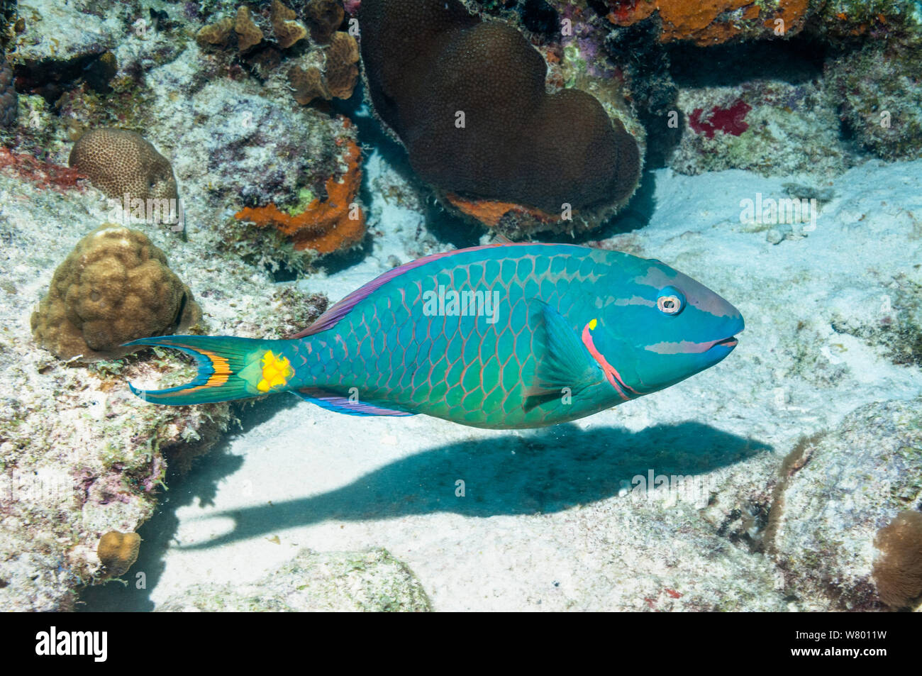 Luce di arresto (pesci pappagallo Sparisoma viride) fase terminale. Bonaire, Antille olandesi, dei Caraibi e Oceano Atlantico. Foto Stock