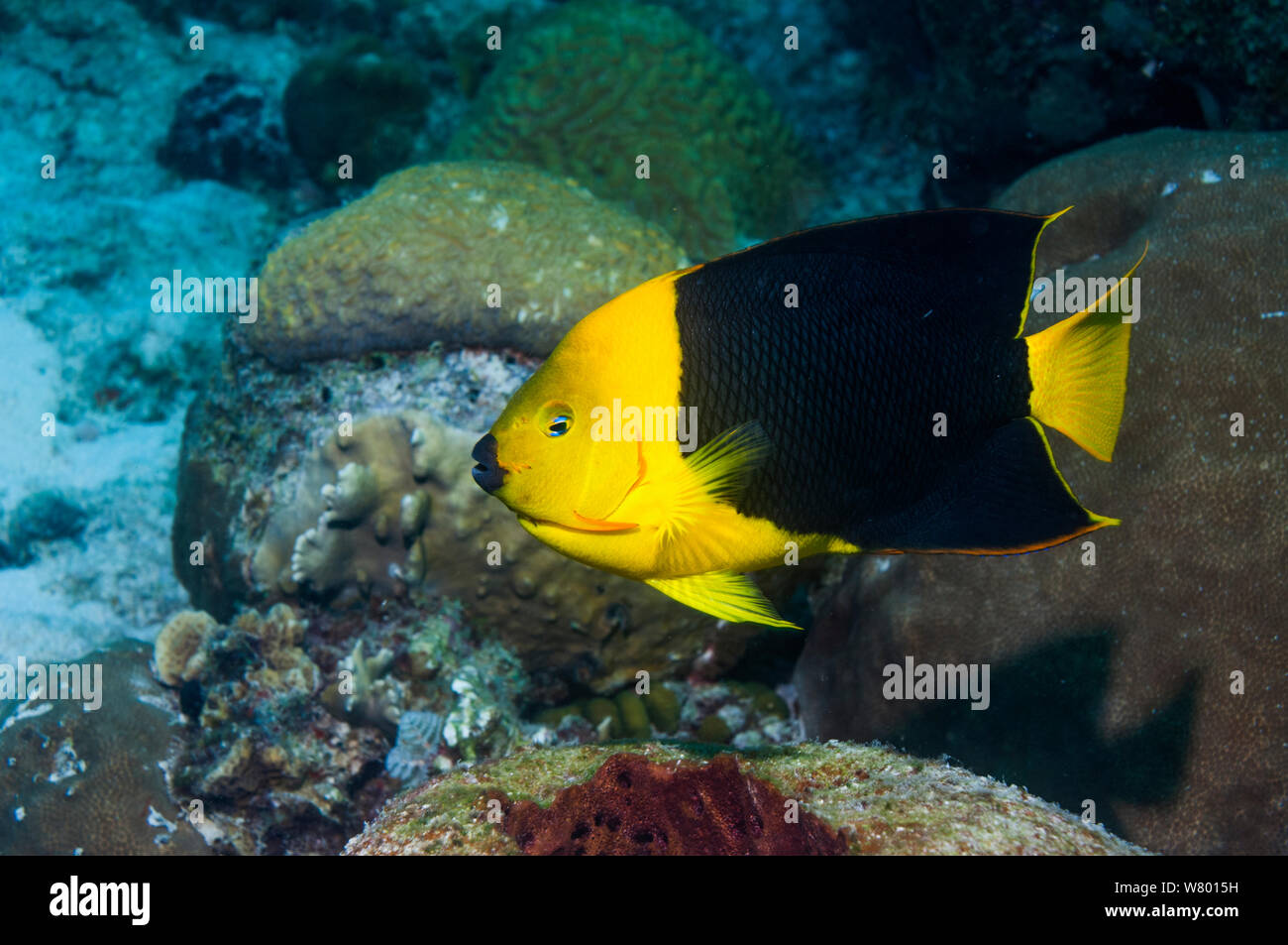 Bellezza rocciosa (Holacanthus tricolore) profilo Bonaire, Antille olandesi, dei Caraibi e Oceano Atlantico. Foto Stock