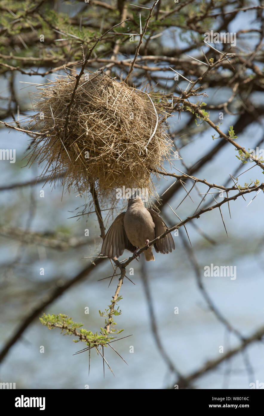 A testa grigia tessitore sociale (Pseudonigrita arnaudi) visualizzazione, il suo nido cercando di attirare un compagno. Serengeti, Tanzania. Foto Stock