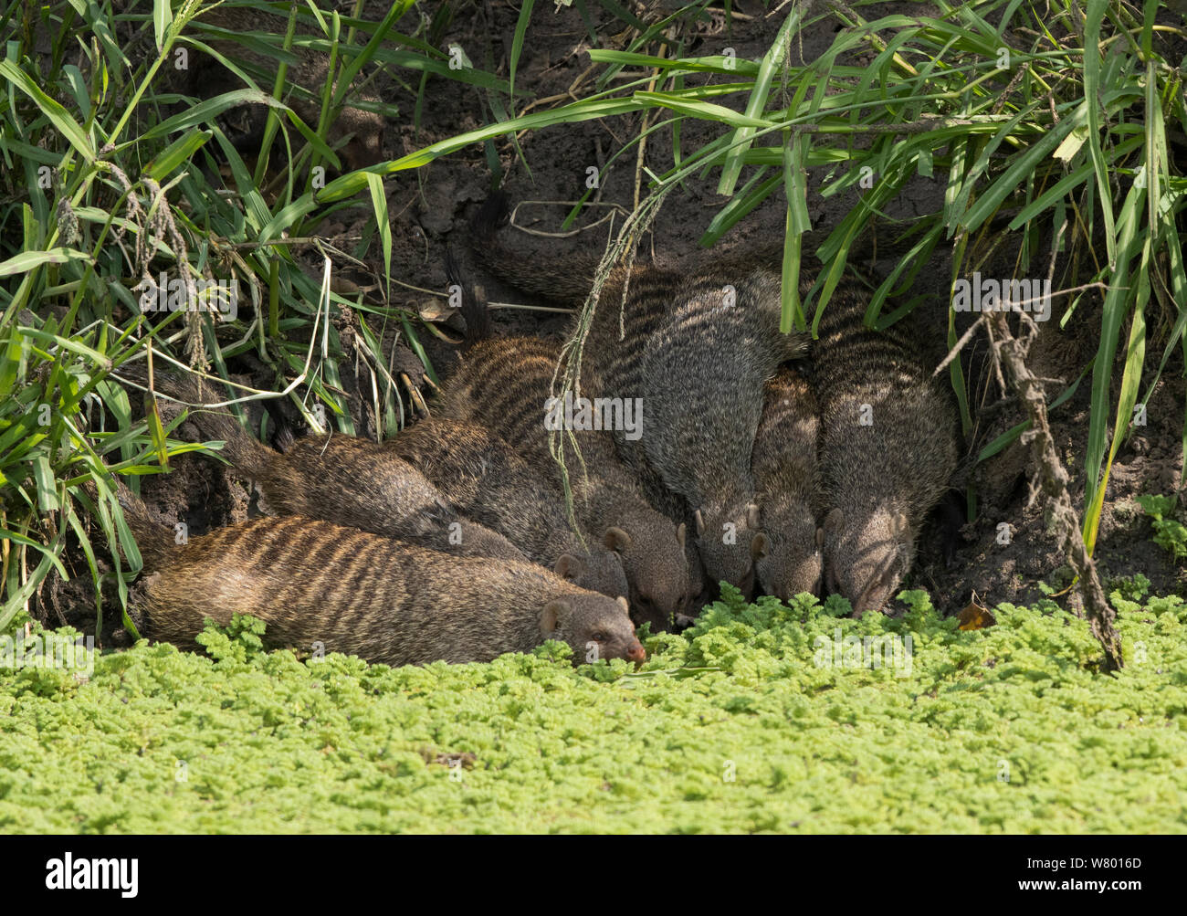 Nastrare mongooses (Mungos mungo) bere dalla piscina coperta con stagno infestante. Tangire, Tanzania. Foto Stock