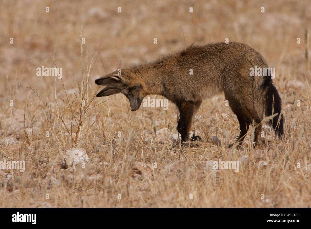 Bat-eared Fox (Otocyon megalotis) nella caccia pongono come esso ascolta per la metropolitana scavando insetti. Kgalagadi, Sud Africa. Foto Stock
