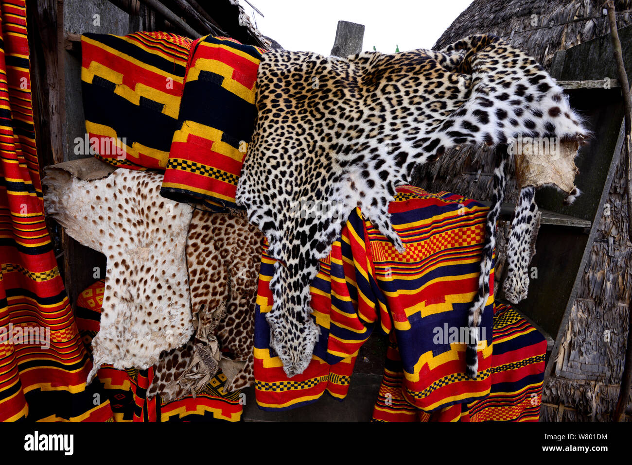 Ghepardo (Acinonyx jubatus) e pelli di Leopard (Panthera pardus) per uso in cerimonie e feste. Dorze village. Etiopia, Novembre 2014 Foto Stock