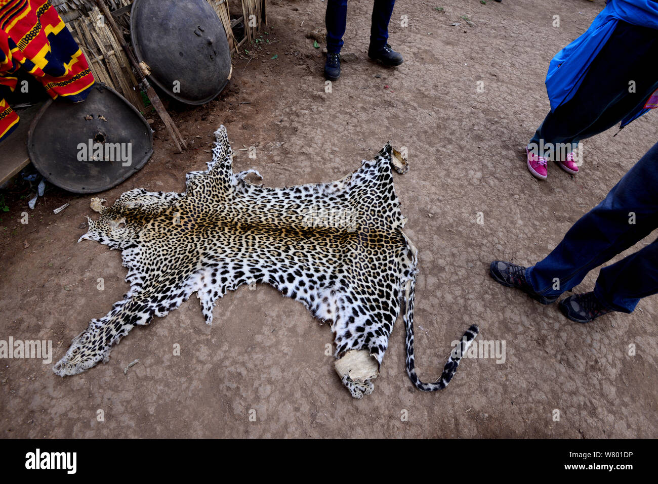 A pelle di leopardo (Panthera pardus) per uso in cerimonie e feste. Dorze village. Etiopia, Novembre 2014 Foto Stock