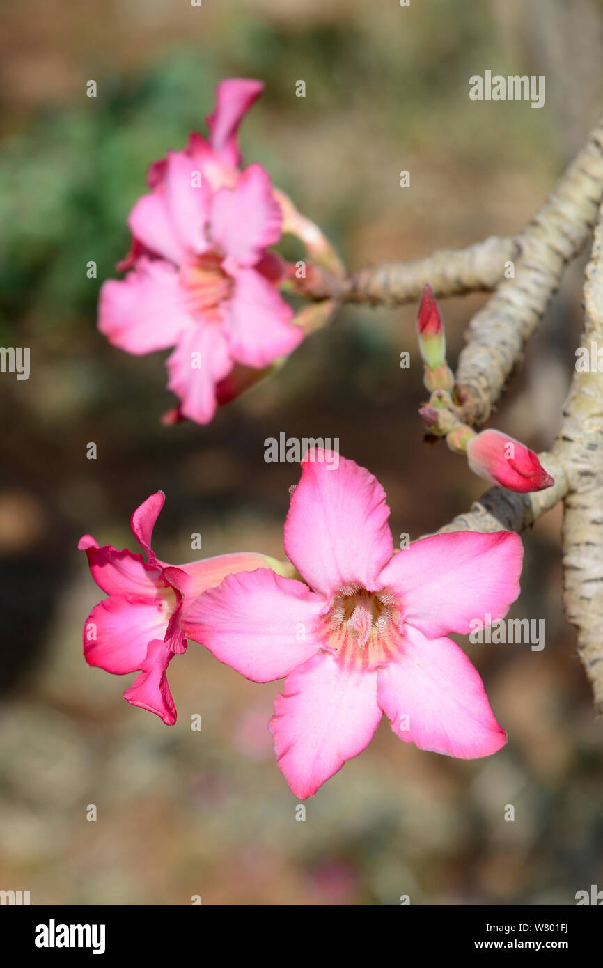 Boabab (Adansonia digitata) fiori, bassa valle dell'Omo. Etiopia, Novembre 2014 Foto Stock