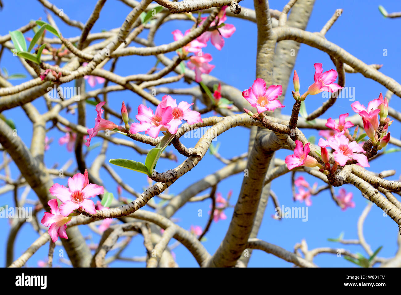 Boabab (Adansonia digitata) in fiore bassa valle dell'Omo. Etiopia, Novembre 2014 Foto Stock