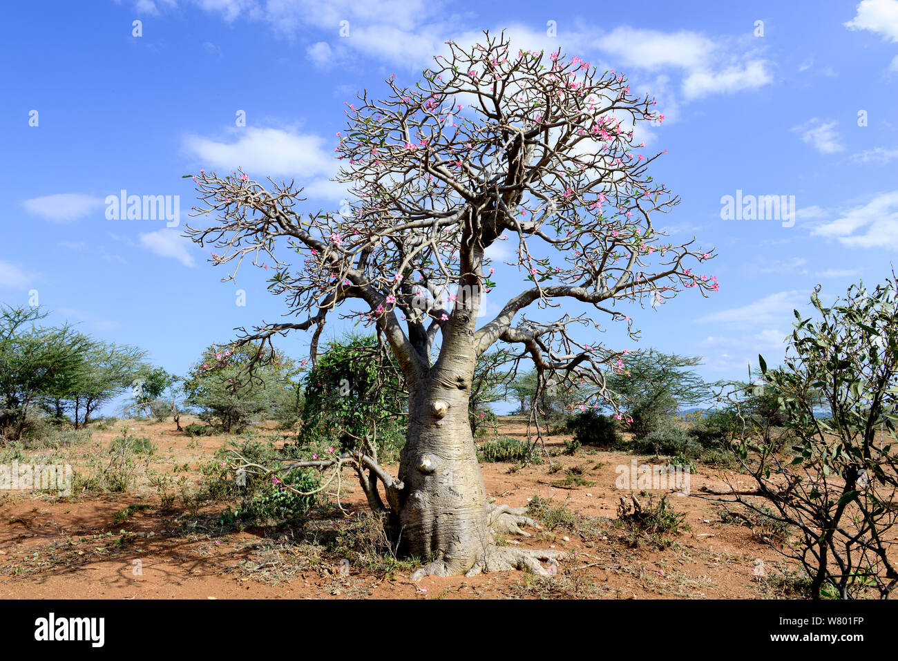 Boabab (Adansonia digitata). Bassa Valle dell'Omo. Etiopia, Novembre 2014 Foto Stock