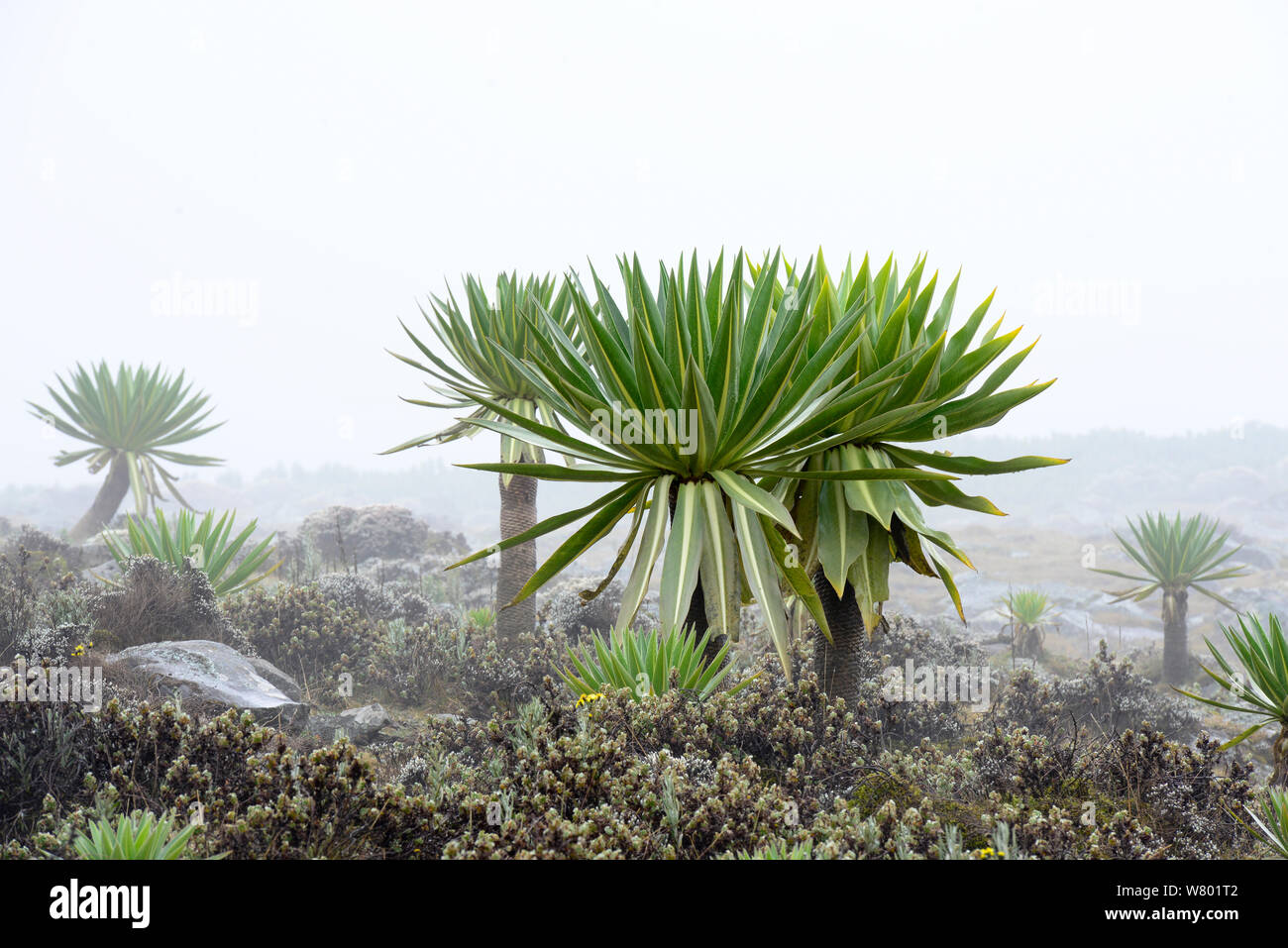 Lobelia gigante (Lobelia rhynchopetalum) avvolto nella nebbia, Sanetti Plateau, Bale Mountains National Park. Etiopia, Novembre 2014 Foto Stock