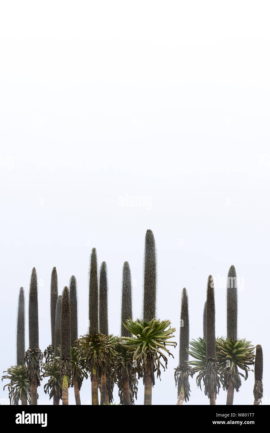 Lobelia gigante (Lobelia rhynchopetalum) fiore picchi nella nebbia, Sanetti Plateau, Bale Mountains National Park. Etiopia, Novembre 2014 Foto Stock