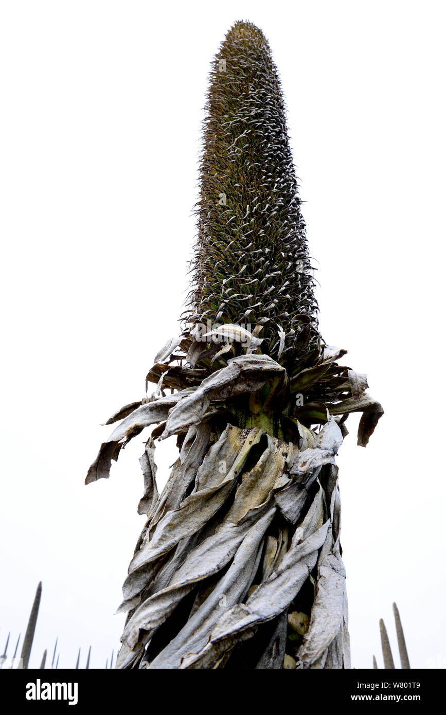 Lobelia gigante (Lobelia rhynchopetalum) fiore spike nella nebbia, Sanetti Plateau, Bale Mountains National Park. Etiopia, Novembre 2014 Foto Stock