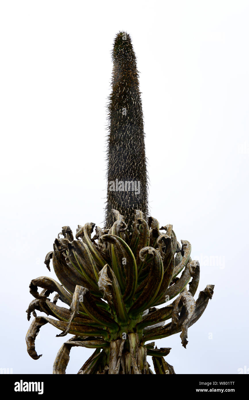 Lobelia gigante (Lobelia rhynchopetalum) fiore spike, Sanetti Plateau, Bale Mountains National Park. Etiopia, Novembre 2014 Foto Stock