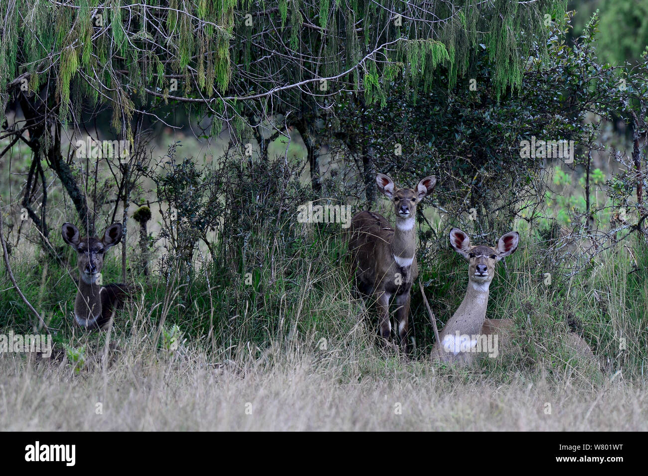 Mountain nyalas (Tragelaphus buxtoni) femmine. Bale Mountains National Park, Etiopia. Endemica, specie in via di estinzione. Foto Stock