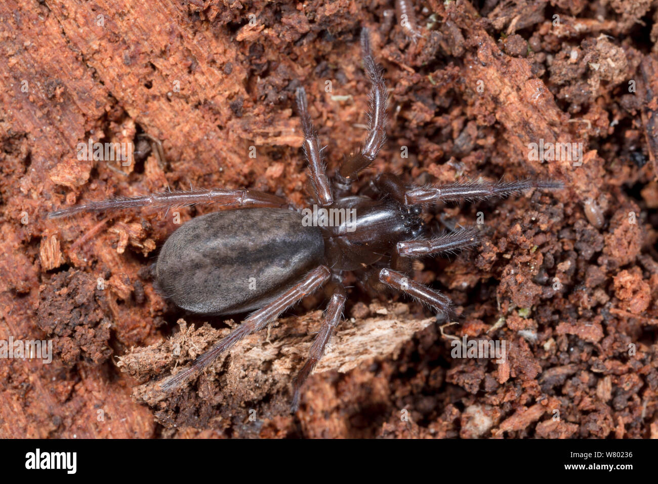 Pizzo nero-weaver (Amaurobius ferox) femmina in putrefazione log. Parco Nazionale di Peak District, Derbyshire, Regno Unito. Aprile. Foto Stock