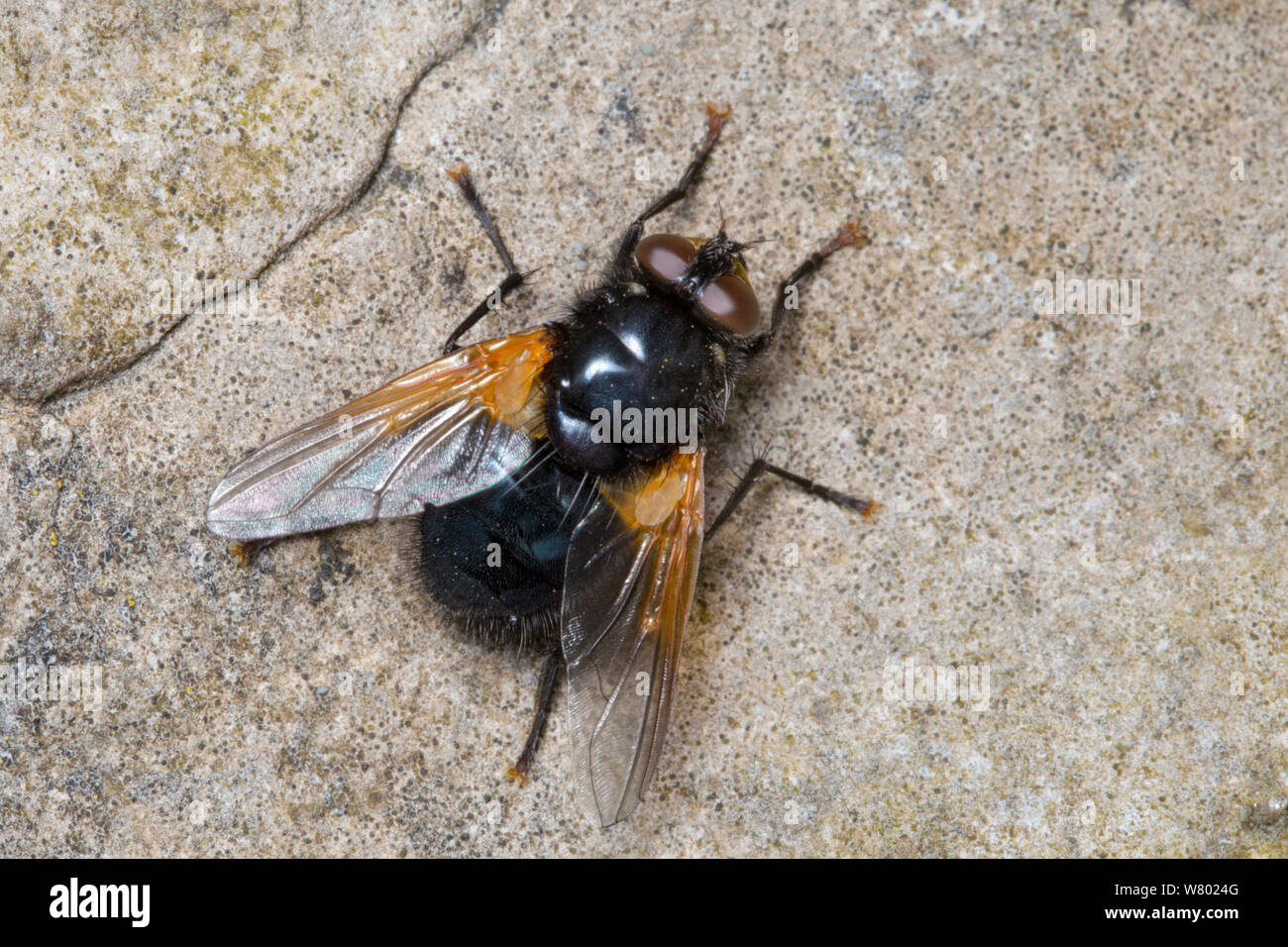 Mezzogiorno volare / Mezzodì fly (Mesembrina meridiana) crogiolarvi al sole su una roccia. Parco Nazionale di Peak District, Derbyshire, Regno Unito. Maggio. Foto Stock