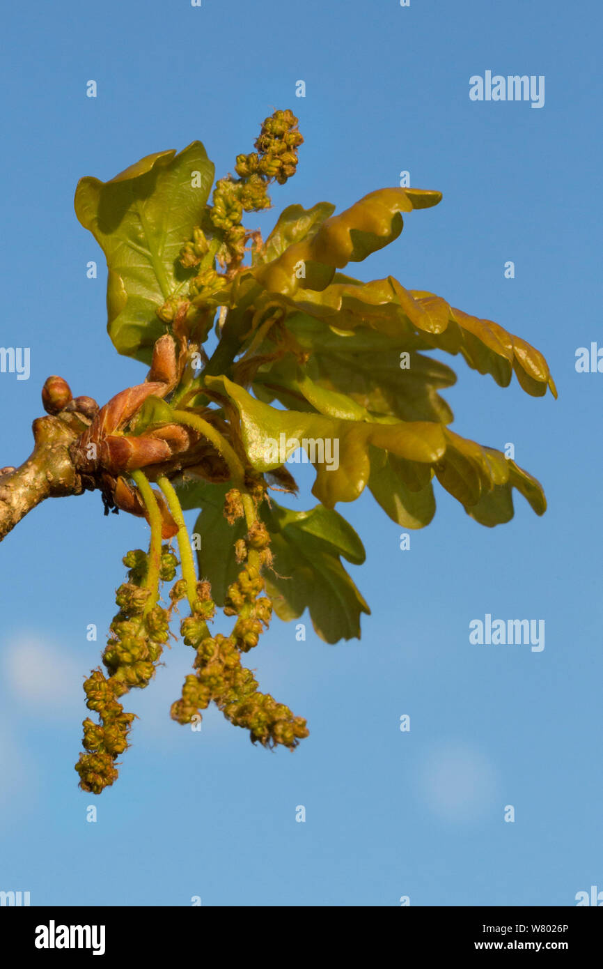 Rovere (Quercus petraea) foglie e ramoscelli emergenti in primavera. Parco Nazionale di Peak District, Derbyshire, Regno Unito. Aprile. Foto Stock