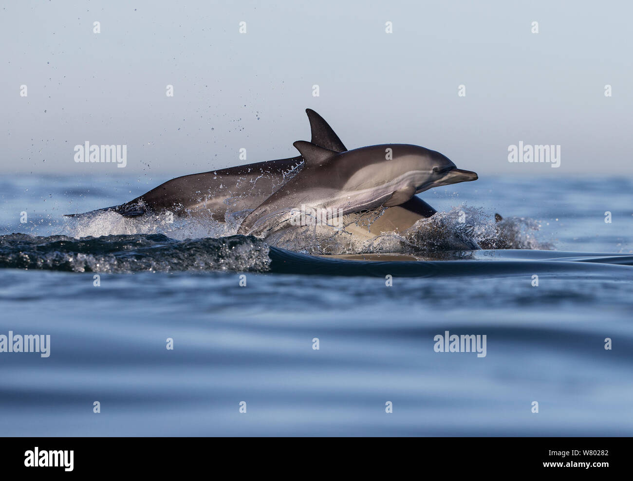 A lungo becco delfino comune (Delphinus capensis) scuola False Bay, Sud Africa Foto Stock