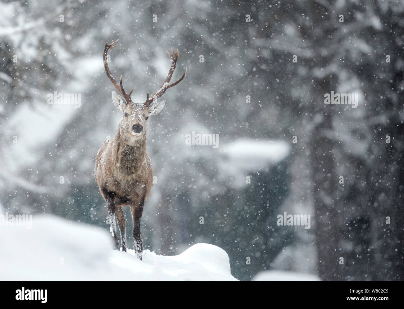 Il cervo (Cervus elaphus) feste di addio al celibato nella neve, Scozia, Marzo Foto Stock