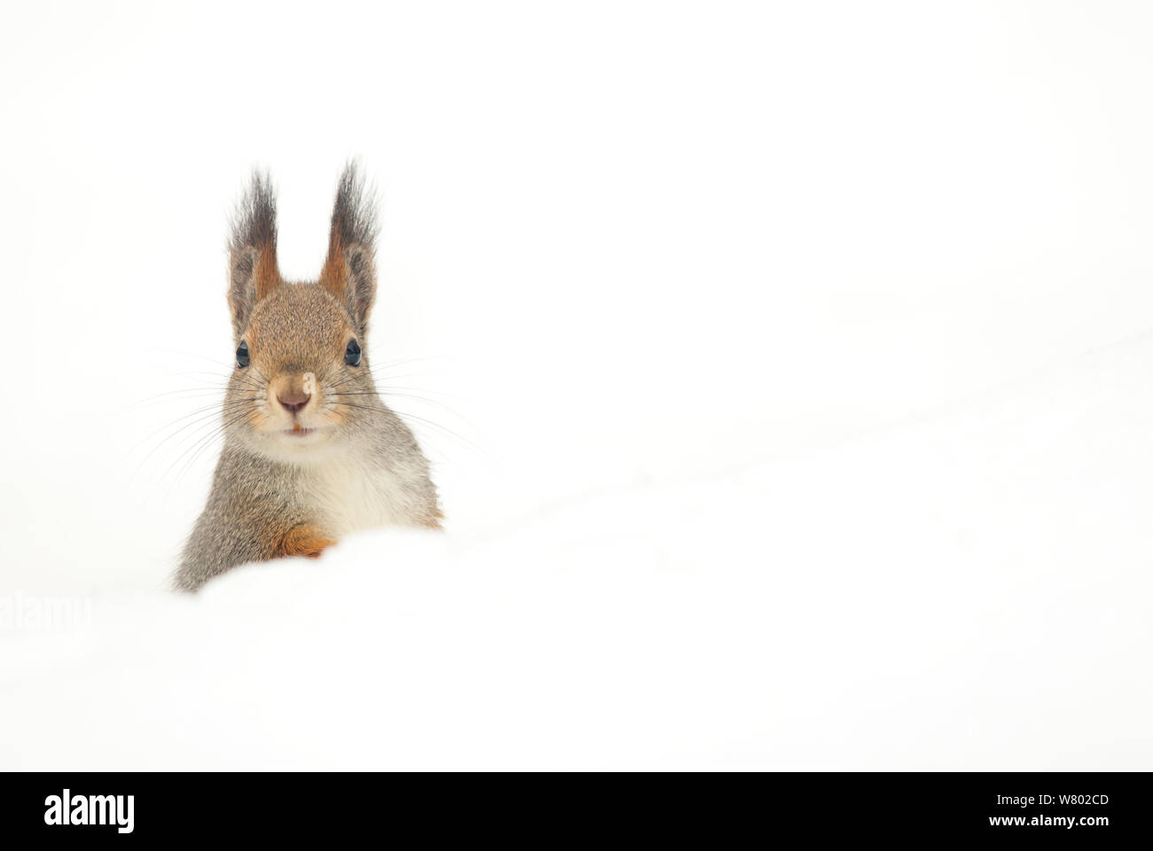 Red scoiattolo (Sciurus vulgaris) Il peering su neve, Finlandia, Aprile Foto Stock