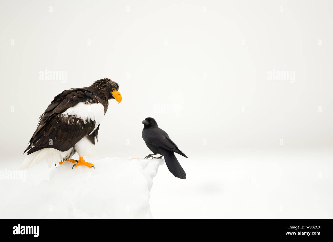 Steller&#39;s sea eagle (Haliaeetus pelagicus) e grandi fatturati crow (Corvus macrorhynchos.) nella neve, Giappone, Febbraio Foto Stock