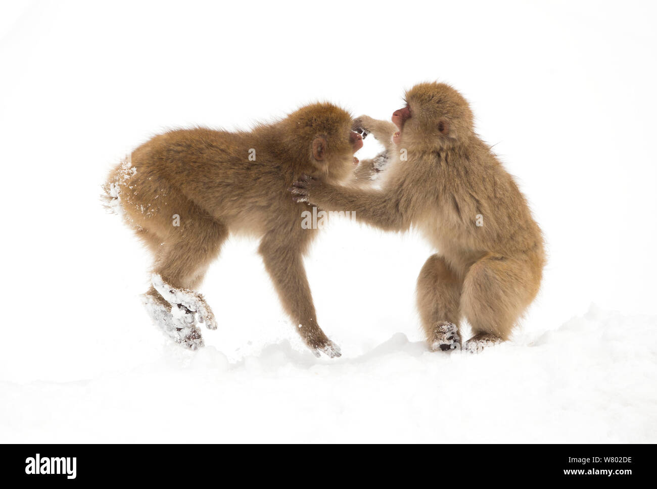 Neve scimmie (Macaca fuscata) giovani combattono in neve, Nagano, Giappone, Febbraio Foto Stock