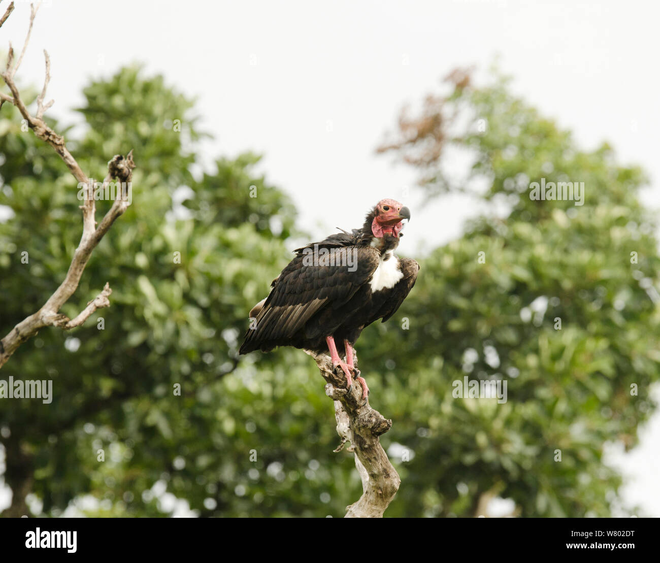 Red-headed Vulture (Aegypius calvus) arroccato, Bandipur Riserva della Tigre, Karnataka, India, Luglio. In modo critico le specie in via di estinzione Foto Stock