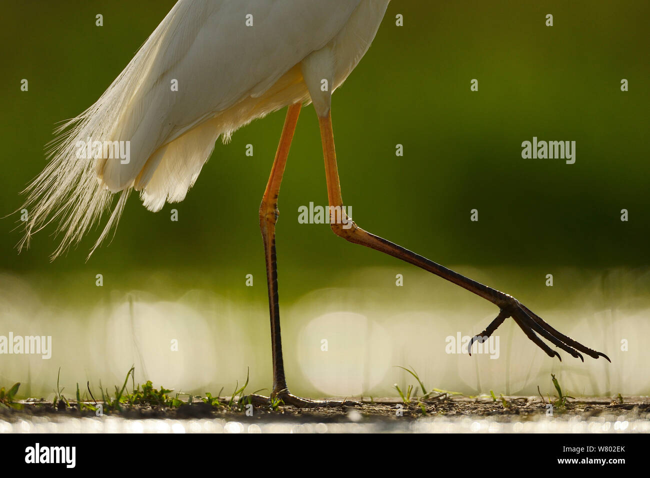 Airone bianco maggiore (Egretta alba o Ardea alba) a piedi attraverso il fango, Pusztaszer paesaggio protetto, Kiskunsagi, Ungheria, può Foto Stock